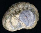 Bumpy, Enrolled Barrandeops (Phacops) Trilobite #11284-1
